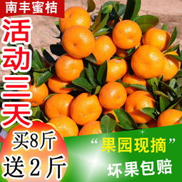 應(yīng)季蜜桔正當(dāng)時(shí) 從薄皮小紅蜜到經(jīng)典沙糖桔，新鮮水果批發(fā)指南